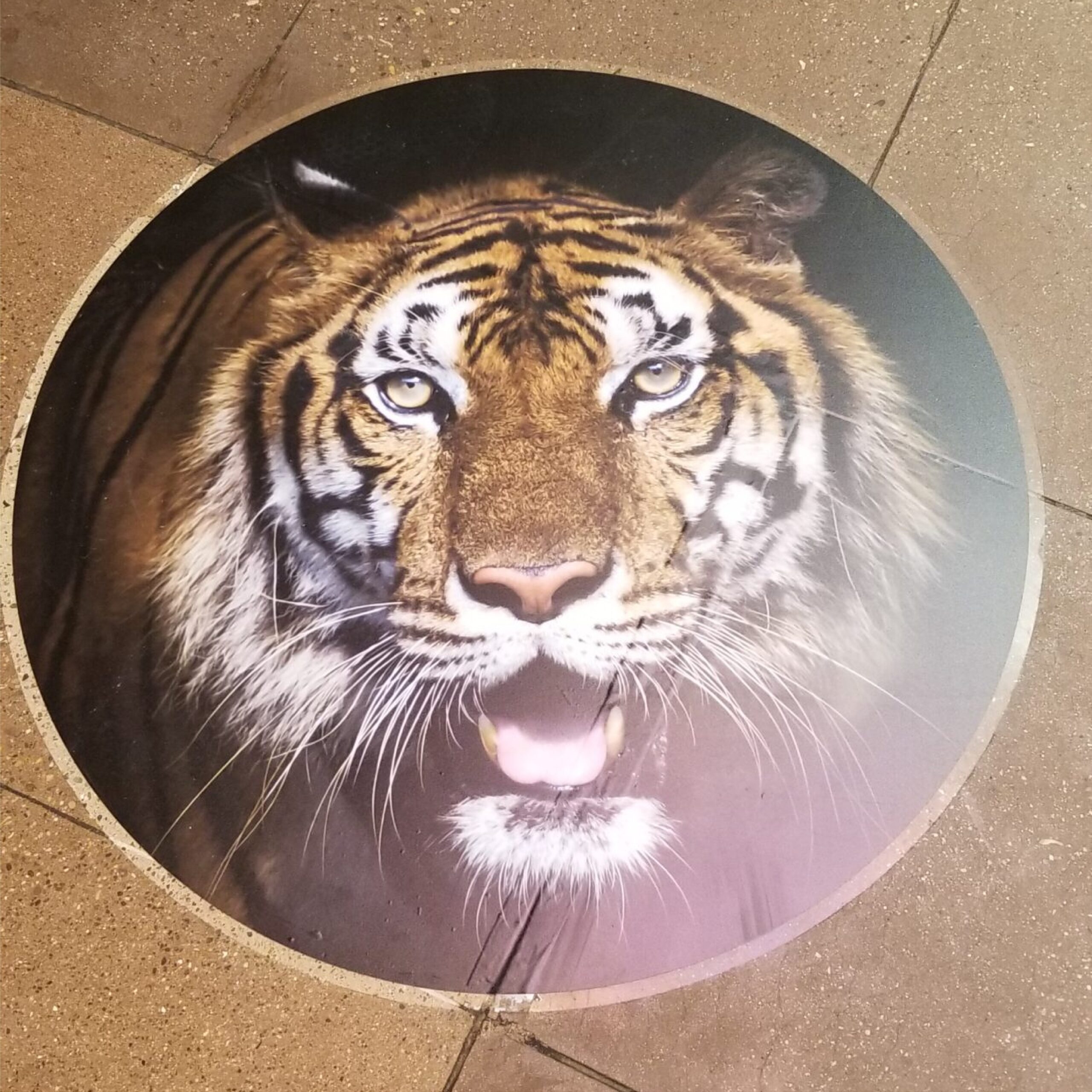 Vinyl - Floor Graphics - General - Specs15